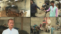 Pakistan: Cattle hoisted from Karachi rooftops ahead of Eid al-Adha